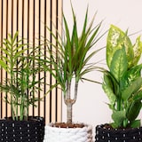 thumbnail of 3er-Set Zimmerpflanzen Chamaedorea, Dieffenbachie, Dracaena - Topf-Ø 12 cm