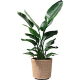 thumbnail of NATURN LIVING Maceta Seca de Ratán Rubio - ø 31 x 29 cm - Jardinera Sostenible con Interior de Plástico Reciclado Impermeable - Marrón Claro