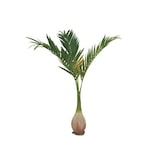 thumbnail of EUROPALMS Phönix Palme, Kunstpflanze, 240cm