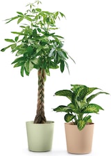 thumbnail of EURO3PLAST Blumentopf Fyre Ø 25 cm dune