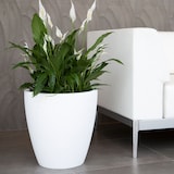 thumbnail of WellHome - Blumentopf "Accord Collection", Ø60cm, bronzefarben