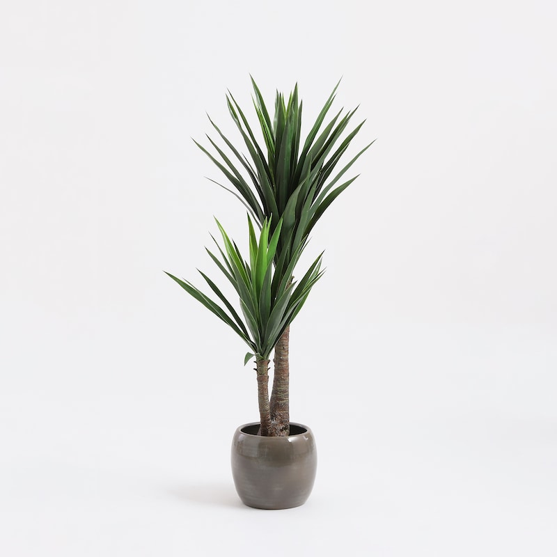 Yucca In Topf gruen - h120xd60cm | METRO