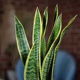 thumbnail of 2er-Set Bogenhanf - Sansevieria trifasciata 'Laurentii' - Höhe ca. 65 cm, Topf-⌀ 17 cm