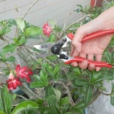 thumbnail of SIENA GARDEN 6-KS Premium Premium Alu-Bypassschere