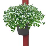 thumbnail of Regenrohr-Pflanztopf schwarz Blumentopf für Fallrohr Pflanzengefäß Gartendeko Schwarz