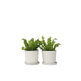 thumbnail of Nestfarn - Asplenium nidus Crispy Wave 2er Set Höhe 25-40cm