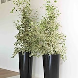 thumbnail of EURO3PLAST  Tuit Pflanztopf TUIT Ø33cm