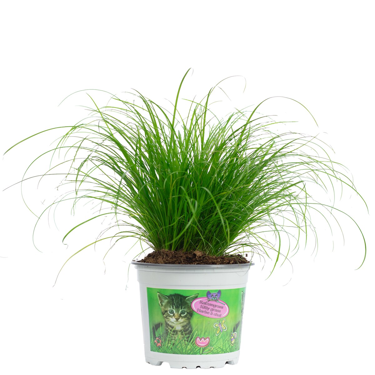 Katzengras `Zumula` – Natürliches Knabbergras für gesunde Katzen, ca. 25 cm hoch, Topf-Ø 12 cm