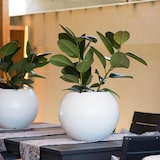 thumbnail of WellHome - Blumentopf Modell "Omega Collection", Ø48x42cm, Farbe Anthrazit