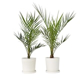 thumbnail of Dadelpalm - Phoenix Canariensis - Set van 2 Hoogte 50-60cm