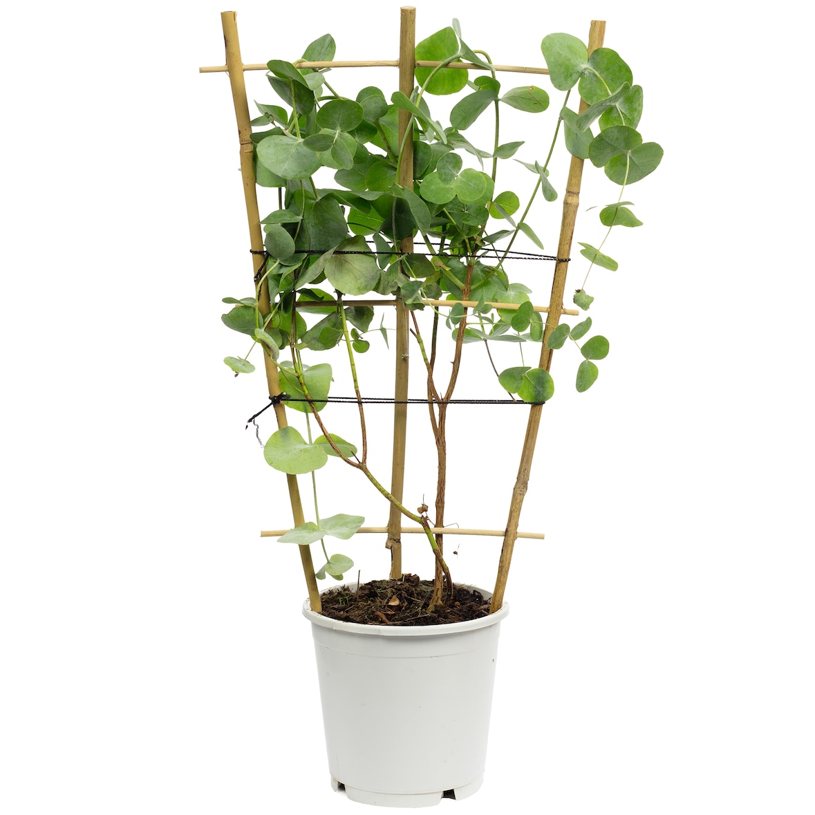 Eukalyptus - Eucalyptus gunnii - Höhe ca. 50 cm, Topf-Ø 12 cm