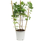 thumbnail of Eukalyptus - Eucalyptus gunnii - Höhe ca. 50 cm, Topf-Ø 12 cm