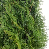thumbnail of Lebensbaum `Smaragd` C10 - Thuja occidentalis smaragd - Höhe ca. 140-160 cm