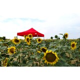 thumbnail of Faltpavillon ALU 3x4,5m - mit 3 Wänden - Weiß