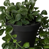 thumbnail of Relaxdays künstliche Hängepflanzen im 2er Set, hängende Kunstpflanzen im Topf, Kunsteukalyptus wie echt, grün/schwarz