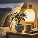 thumbnail of Bonsaï - Ficus microcarpa Ginseng Set de 2 Hauteur 30-40cm