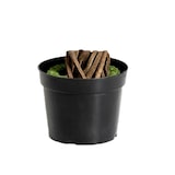 thumbnail of COSTWAY Plantas Artificiales, Grande, 160 cm, Planta Artificial en Maceta, Árbol Artificial como Real