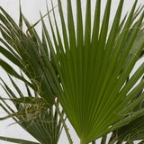 thumbnail of Washingtonia Robusta - Mexikanische Fächerpalme 2er Set Höhe 50-60cm