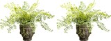thumbnail of CREATIV green künstliche Pflanze Adianthumbusch, ca 35cm,  2er Set