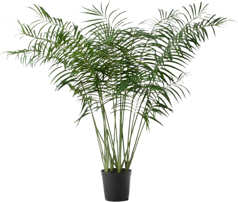 Palme Areca 200 cm - Grün Plastik Lou De Castellane 0.01x0.01 cm