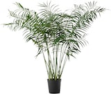 thumbnail of Palme Areca 200 cm - Grün Plastik Lou De Castellane 0.01x0.01 cm