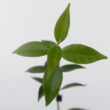 thumbnail of Sterjasmijn - Trachelospermum jasminoides Set van 3 Hoogte 25-40cm