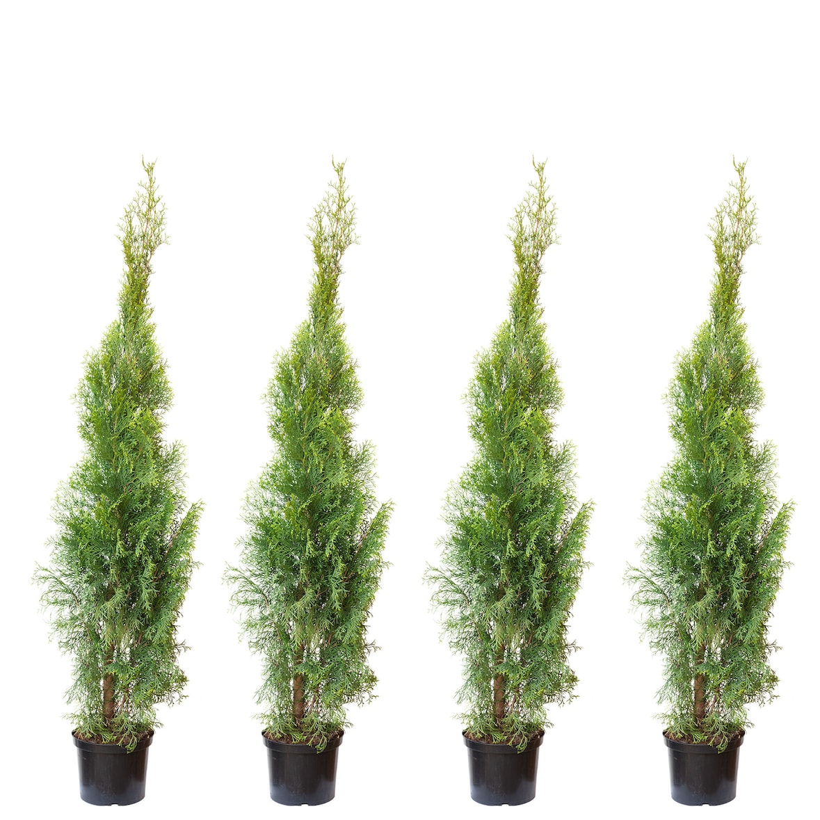 4er-Set Lebensbaum `Smaragd` C5 - Thuja occidentalis smaragd - Höhe ca. 100-120 cm