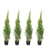 thumbnail of 4er-Set Lebensbaum `Smaragd` C5 - Thuja occidentalis smaragd - Höhe ca. 100-120 cm