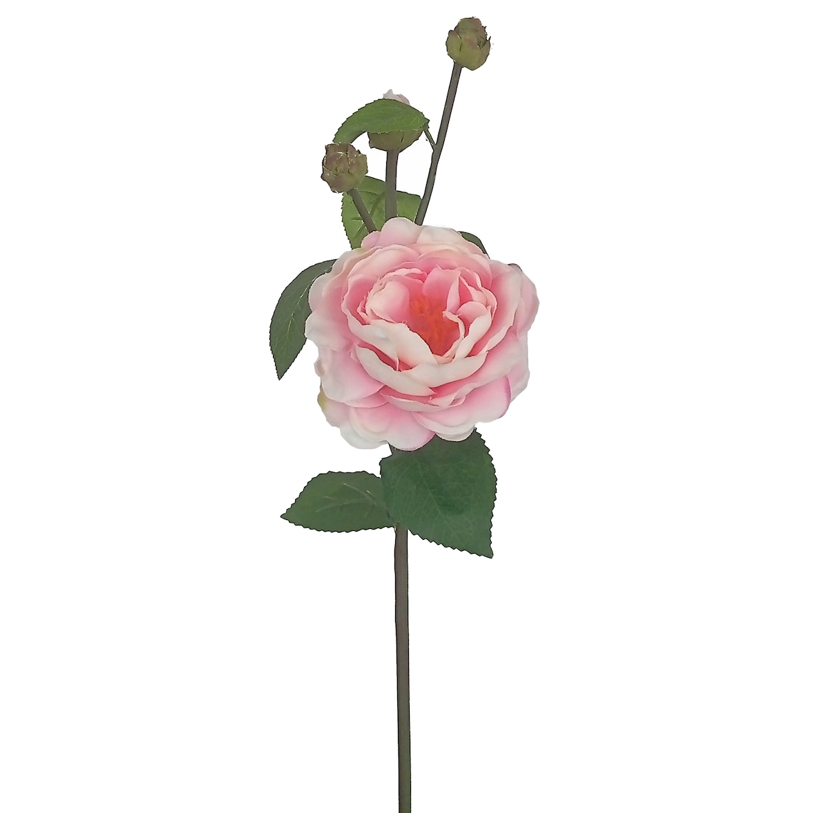 rosal primaveral rosa 52cm  12UND