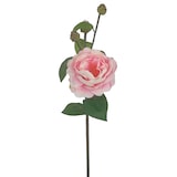 thumbnail of rosal primaveral rosa 52cm  12UND