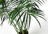 thumbnail of Palme Areca 200 cm - Grün Plastik Lou De Castellane 0.01x0.01 cm