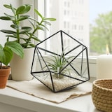 thumbnail of Relaxdays Pflanzenterrarium, Glas & Zinn, Deko Glashaus für Kakteen & Moos, offener Glaskasten für Fensterbank, schwarz