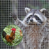 thumbnail of Drahtgitter feinmaschig - Maschenweite 6,3 mm - verzinkt - Metallgitter als Volierendraht / 1 x 10 m