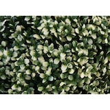 thumbnail of Kunststruik HWC-L77, buxus bol decoratieve plant buxus bol kunstplant buxus, buiten Ø 55cm ~ wit