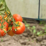 thumbnail of Relaxdays Folienfrühbeet, HxBxT: 90 x 180 x 90 cm, 2 Türen, Spitzdach, Frühbeet, Aufzucht, Gewächshaus, PVC, transparent