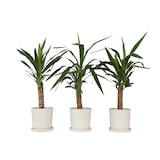 thumbnail of Palmier Yucca - Yucca Elephantipes Set de 3 Hauteur 50-60cm
