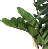 thumbnail of CREATIV green Künstliche Pflanze Zamifolia 70cm im Topf