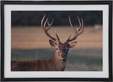 thumbnail of Leinwand Gerahmter Hirsch 40x55 cm - Dekoriertes Holzrechteck Amadeus 40x3.6 cm