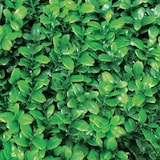 thumbnail of Pack 4 Losetas Boj  Mahon 25 X 25