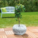 thumbnail of Wilk Gabione Olympia L