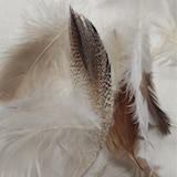 thumbnail of Federkissen Kissen 100% Federn 60x60 - 800g OEKO-TEX Füllkissen Bezug Baumwolle weiß / Innenkissen / Füllkissen / Kissenfüllung / kleine Sofakissen