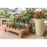 thumbnail of HORTALIA Expositor escalera de Madera PODIUM