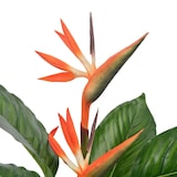 thumbnail of Planta artificial strelitzia con macetero rojo 100 cm
