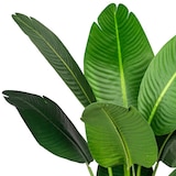 thumbnail of CREATIV green Künstliche Pflanze Strelitzia nicolai 120cm im Topf