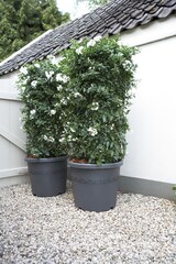thumbnail of Elho Pflanztopf Algarve Cilindro Ø 21 cm – Anthrazit Blumenkübel
