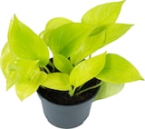 thumbnail of Efeutute - Epipremnum pinnatum 'Golden Pothos' - Höhe ca. 15 cm, Topf-Ø 12 cm