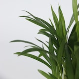 thumbnail of Areca, Chamaedorea, Coffea, Musa - Trendige Zimmerpflanzenmischung 4er Set Höhe 25-40cm