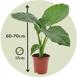 thumbnail of Taro géant - Alocasia Macrorrhiza Hauteur 60-70cm