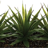 thumbnail of Atmosphera - Centro De Mesa - 3 Aloe Vera - Altura 17 Cm
