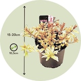 thumbnail of Hebe pinguifolia - Mix van 6 Hoogte 15-20cm